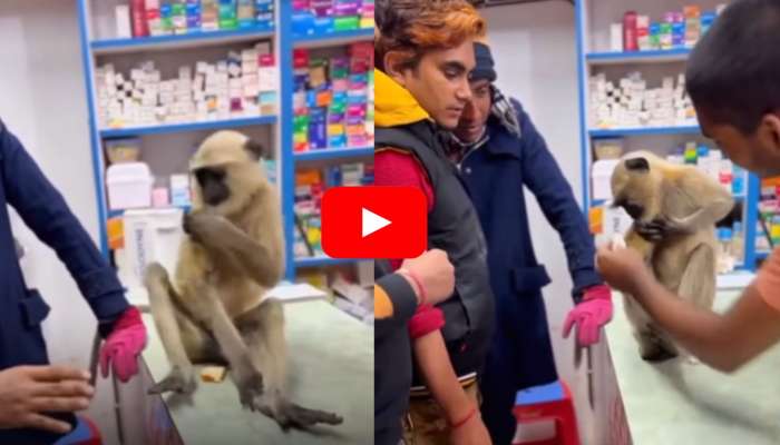 Monkey Viral Video: చాలా తెలివైన కోతి.. గాయమైందని డాక్టర్ దగ్గరికి వెళ్లింది.. వీడియో చూడండి!