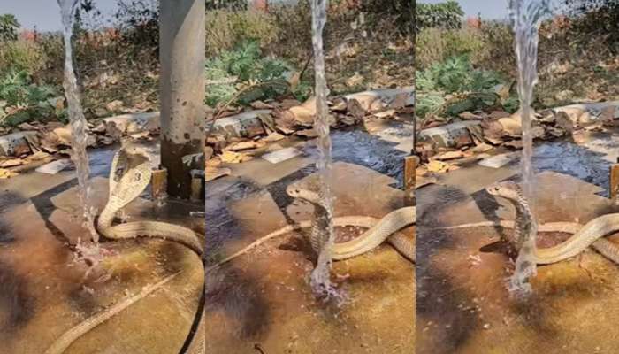 Viral Video: ఎండలు బాబోయ్.. ఎండలు.. హ్యాండ్ బోర్ కింద సేదతీరుతున్న కోబ్రా స్నేక్.. వీడియో వైరల్.. 