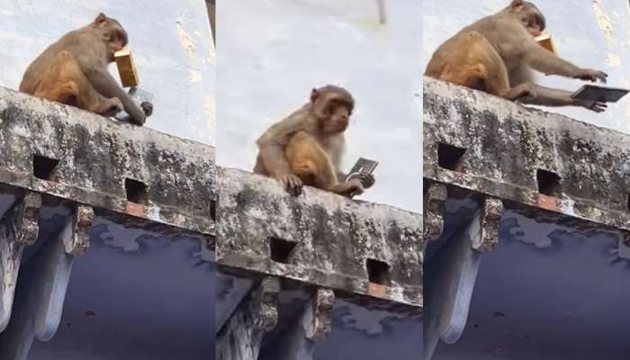 Viral Video: వానరం బంపర్ డీల్.. నాక్కావాల్సింది ఇచ్చుకో.. నీక్కావాల్సిందీ తీసుకో..  వీడియో చూస్తే పడి పడి నవ్వడం పక్కా..
