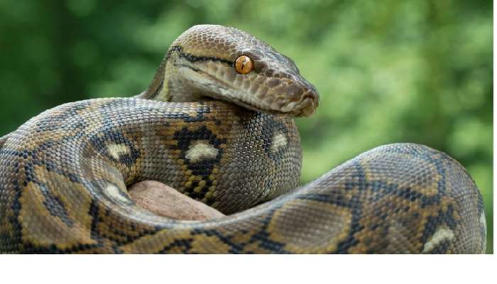 Snakes lifespan: పాములు ఎంతకాలం జీవిస్తాయి, ఏ పాము ఎక్కువ కాలం బతుకుతుంది కారణాలేంటి