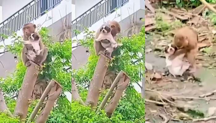 Viral Video: తల్లి ప్రేమ అంటే ఇది భయ్యా.. సాటి జీవి ప్రాణాల్ని కాపాడిన వానరం.. గుండెల్ని పిండేస్తున్న వీడియో.. 