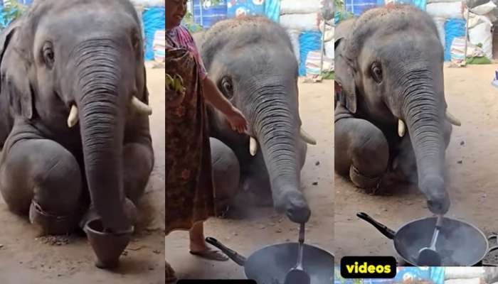 Elephant Video: వావ్ .. చెఫ్‌గా మారి.. గరిట తిప్పుతూ, మసాల దినుసులు దంచుతున్న ఏనుగు.. వైరల్ వీడియో..