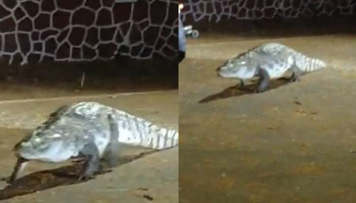 Crocodile Video: వామ్మో..  ఐఐటీ క్యాంపస్‌లో  భారీ మొసలి..  అడ్మిషన్ కోసమంటూ నెటిజన్ల ఫన్నీ కామెంట్లు.. వీడియో వైరల్..