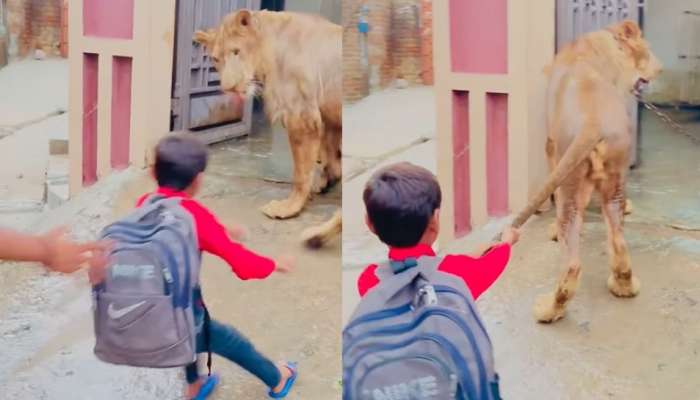 Lion Video Viral:  ఏంగుండెరా వాడిదీ.. ఏకంగా సింహం తోకను పట్టుకుని మరీ.. షాకింగ్ వీడియో వైరల్..