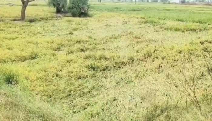 Major Crop Damaged In Kamareddy District With Heavy Rains Rv