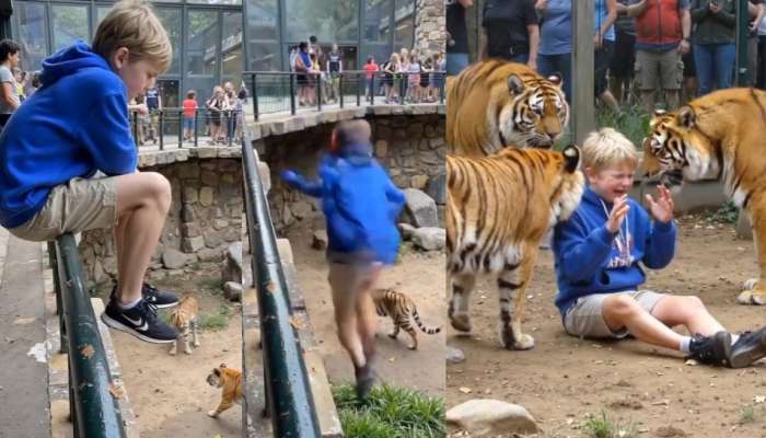 Viral Video: వామ్మో.. జూలో పెద్ద పులుల ముందు జారీ పడ్డ బాలుడు.. వైరల్‌గా మారిన చెమటలు పట్టిస్తున్న వీడియో.. 