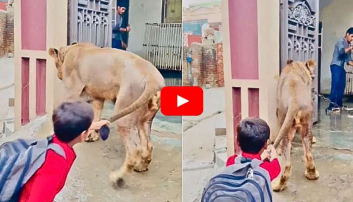 Lion Viral Video: ఓరిని బుడ్డొడా.. సింహాన్ని ఏం చేశాడో చూడండి.. వీడియో వైరల్‌..