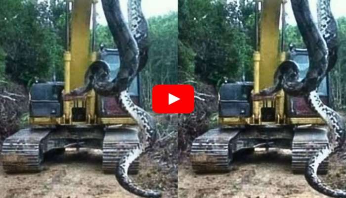 Giant Anaconda Video: ప్రపంచంలో అతి పెద్ద అనకొండ పాము.. భయపడే వారు ఈ వీడియో చూడొద్దు!
