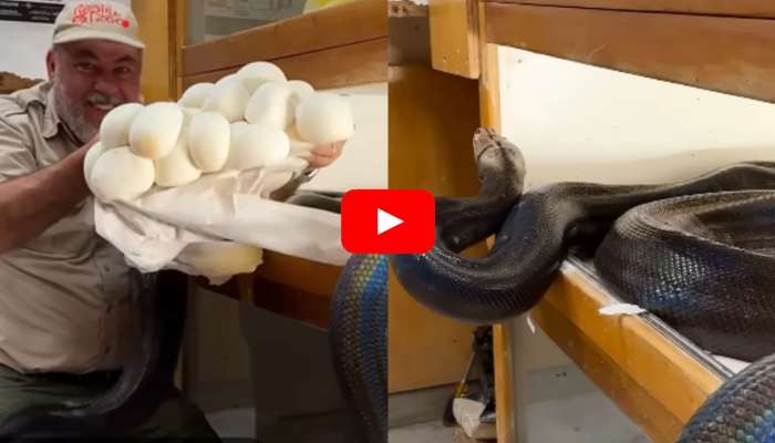 Python Eggs Video Viral: అనకొండ గుడ్లను ఎప్పుడైనా చూశారా? చూడని వారి కోసం స్పెషల్ వీడియో..