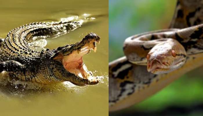 Python Vs Crocodile Video: బాప్ రే.. నీళ్లలో మొసలితో భారీ కొండ చిలువ ఫైటింగ్.. ఒళ్లు గగుర్పొడిచే వీడియో.. 