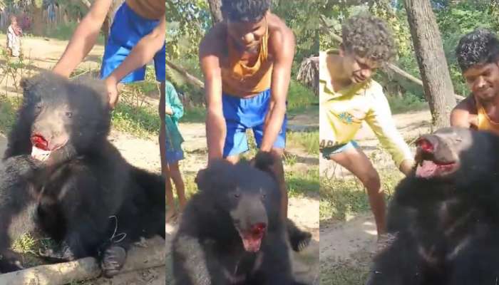 Bear Video: ఎలుగు బంటిపై అమానుషం.. నోరు విరిచి, గోర్లు తెగ్గొట్టి.. షాకింగ్ వీడియో వైరల్..