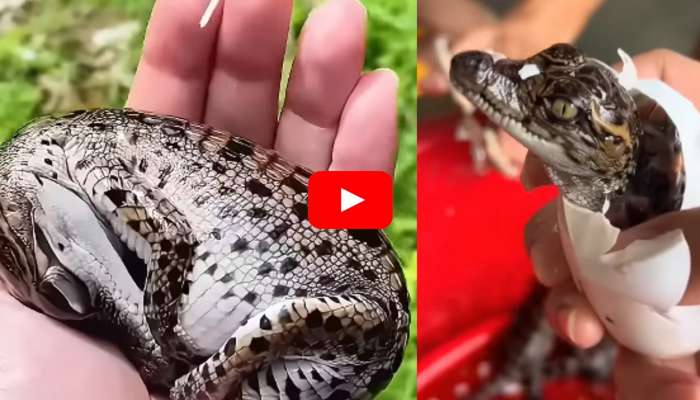 Cute Baby Crocodile Video: అప్పుడే గుడ్డు నుంచి బయటికి వచ్చిన మొసలి పిల్ల.. ఎలా ఉందో చూడండి..