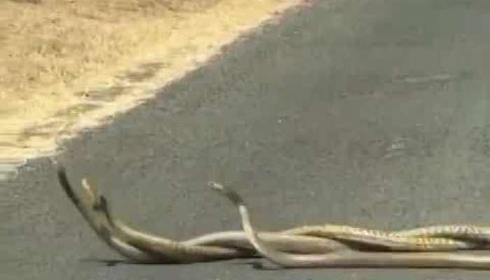 Three King Cobras Romance Dance On Road Video Viral Rv