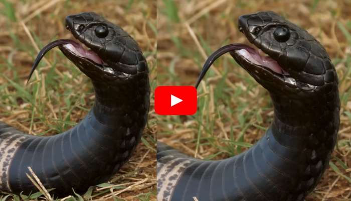 Venomous Snake Video: వరల్డ్‌లోనే ప్రమాదకరమైన పాము.. వామ్మె.. వీడియో చూస్తేనే భయమేస్తోంది..