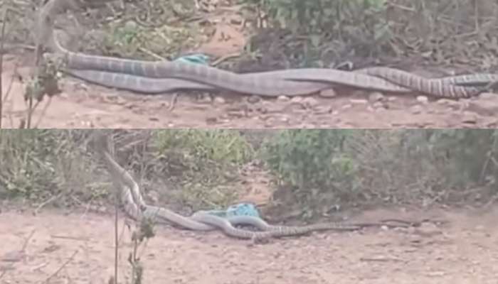 King Cobra Mating Video: వామ్మో.. 15 అడుగుల భారీ కింగ్ కోబ్రాల సయ్యాట..  మధ్యలో టవల్ విసిరిన రైతులు.. వీడియో వైరల్..
