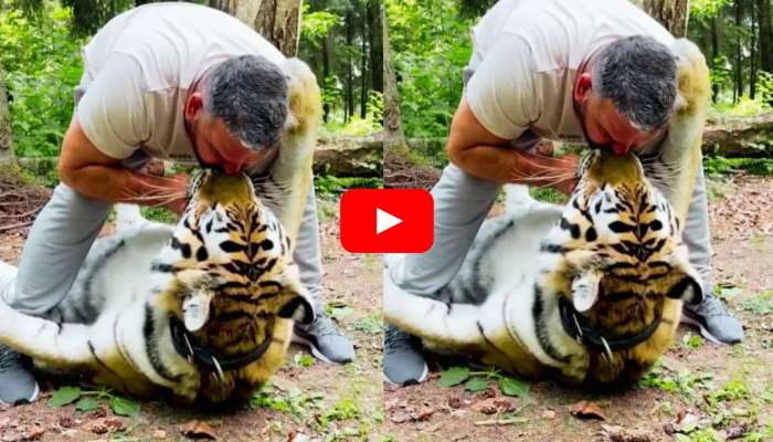 Man Kissed Tiger Video: ఉదయాన్నే కోటర్ వేసినట్టున్నాడు.. ఏకంగా పులిని ముద్దు పెట్టేసుకున్నాడు.. వీడియో ఇదే..