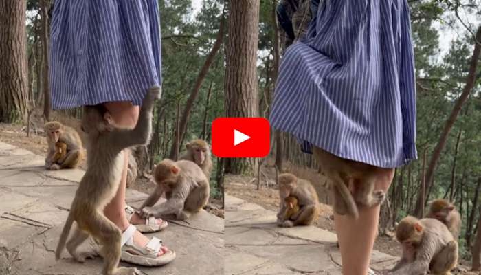 Baby Monkey Video: యువతి లోదిస్తుల్లోకి దూరిన కోతి పిల్ల.. తల్లి కోతి ఏం చేసిందో చూడండి.. వీడియో మీకోసమే..