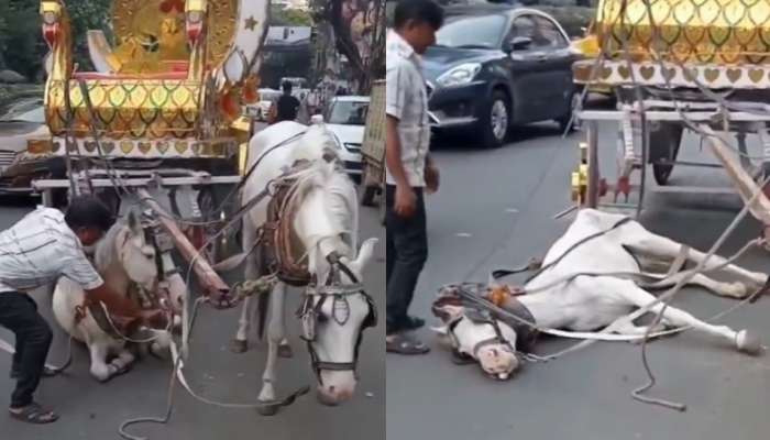Horse Video: నడి రోడ్డు మీద కుప్పకూలిన గుర్రం.. యజమానిపై కేసు.. కన్నీళ్లు తెప్పిస్తున్న వీడియో..