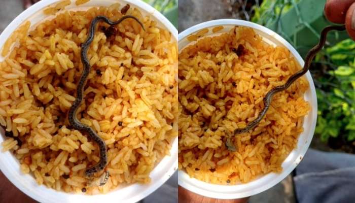 Snake In Prasadam: ప్రసాదంలో పాము పిల్ల.. ఇది దేవుడి మహత్యమా?