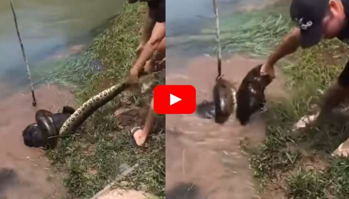 Snake Dragging Dog Video: శభాష్ యువకులారా.. కుక్కను చుట్టేసిన భారీ కొండ చిలువను ఏం చేశారో తెలుసా? వీడియో చూడండి!
