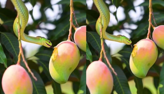 Cobra Snake Eating Mango Video: వామ్మో.. చెట్టు మీద మామిడి కాయను తింటున్న పాము.. ఒళ్లు గగుర్పొడిచే వీడియో మీ కోసం..
