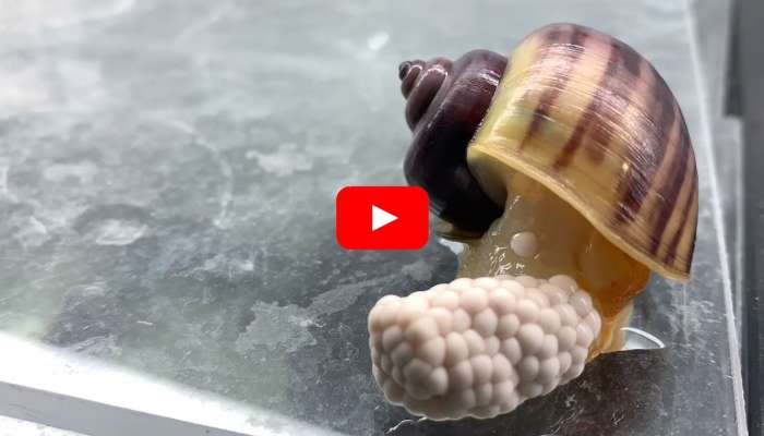 Rare Snail Video: మెడ ద్వారా గుడ్లు పెడుతున్న నత్త.. ఈ అరుదైన వీడియో మీరు కూడా చూస్తారా?