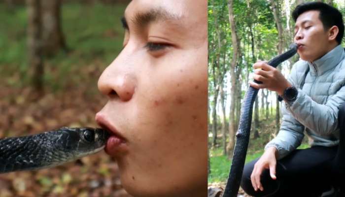 Snake Viral Video:  బాప్ రే.. ఉమ్మి నీరు తాగుతున్న డెంజరస్ పాము.. వీడియో చూస్తే షాక్ కాదు..షేక్ అవుతారు.. 