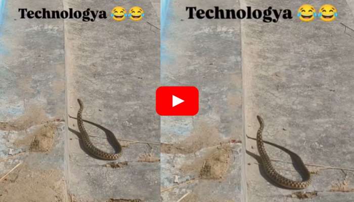 Rare Snake Video: టెకనాలజీ..టెకనాలజీ.. స్పీకర్‌లో నాగిని పాటకు నాట్యం చేసిన పాము.. అరుదైన వీడియో!