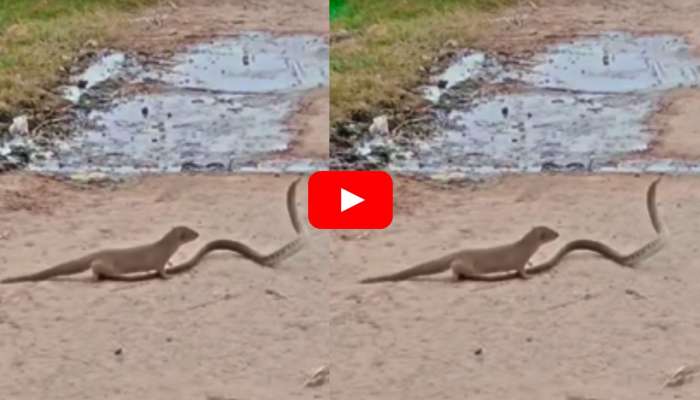 Snakes Vs Mongooses Viral Video: పాములు, ముంగిసల మధ్య బీకర యుద్ధం.. చివరికి ఏది గెలిచిందో మీరే చూడండి..