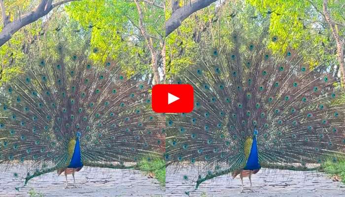Peacock Dance Rare Video: నెమలి నృత్యానికి అందరూ ఫిదా.. వైరల్ అవుతున్న అరుదైన వీడియో..