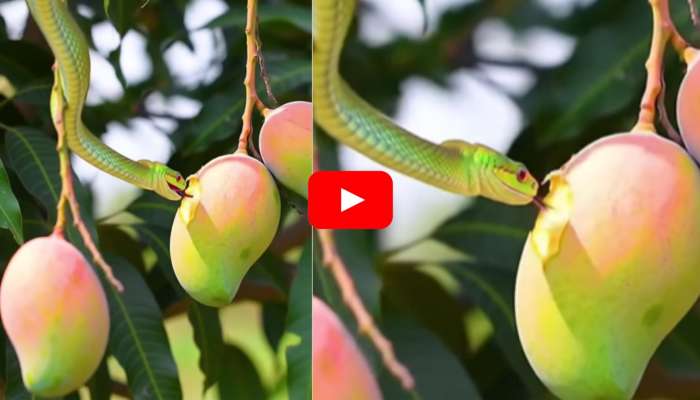 Snake Eating Mangoes Video: మామిడి పండ్లను తింటున్న అరుదైన పాము.. వీడియో చూస్తే షాక్ అవ్వాల్సిందే!