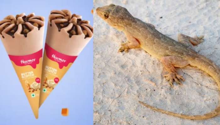 Lizard In Ice Cream: ఏంట్రా ఇది.. కమ్మని నోరూరించే ఐస్ క్రీమ్‌లో బల్లితోక.. వీడియో వైరల్..