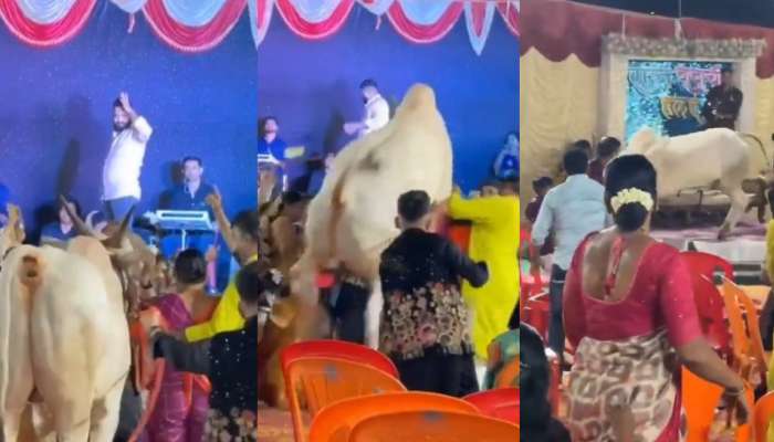 Viral Video: డీజే పాటలకు బెదిరిపోయిన ఎద్దు.. స్టేజీ మీద రంకెలేస్తు రచ్చ.. వీడియో వైరల్..