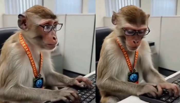 Viral Video: అరె వావ్.. సాప్ట్ వేర్ ఉద్యోగులకు పోటీగా వానరం.. నెట్టింట నవ్వులు పూయిస్తున్న వీడియో..
