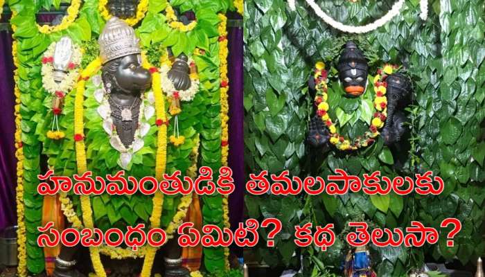 Betel Leaves: హనుమంతుడికి తమలపాకు పూజ చేస్తే ధనయోగం.. అపూర్వ కీర్తి ప్రతిష్టలు