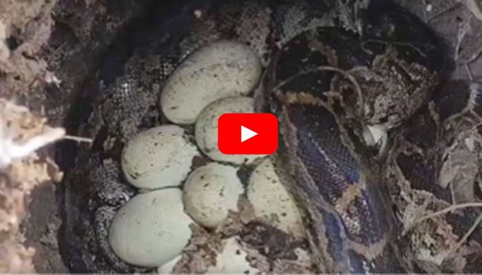 Venomous Python Snake 26 Eggs Video: 26 గుడ్లు పెట్టిన పెట్టిన కొండచిలువ.. స్నేక్ క్యాచర్ ఎలా పట్టుకున్నాడో చూడండి.. వీడియో మీకోసమే..