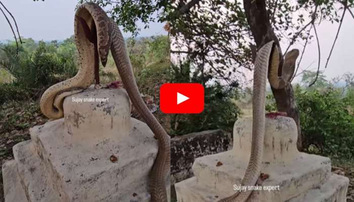 Snake Viral Video: గుడిపై రెండు పాముల సయ్యాటలు.. వీడియో చూసిన వారంతా ఆశ్చర్యపోతున్నారు..