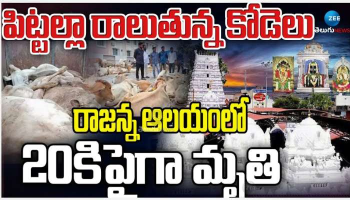 Vemulawada Kodelu: రాజన్న ఆలయంలో ఘోరం.. వేములవాడ ఆలయంలో పిట్టల్లా రాలిపోతున్న కోడెలు.. 