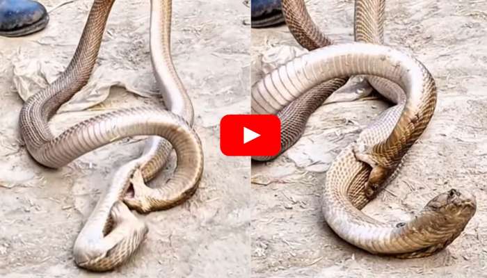 Two Snakes Battle Video: వామ్మో.. రెండు పాములు భీకర యుద్ధం.. విపరీతంగా వైరల్ అవుతున్న వీడియో..
