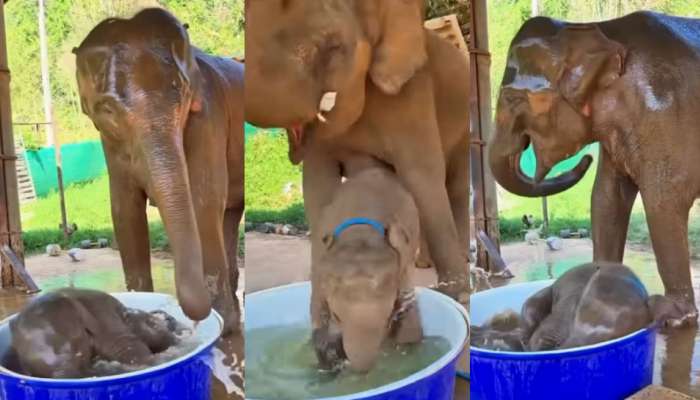 Viral Video: అరె వావ్..  తల్లితో కలిసి గున్న ఏనుగు టబ్ స్నానం.. వైరల్గా మారిన ఫన్నీ వీడియో..