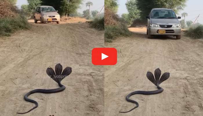 Three Headed Cobra Video Watch: వామ్మో.. నడి రోడ్డుపైన మూడు తలల నాగుపాము.. ఈ వీడియో చూసే ధైర్యం మీకుందా?