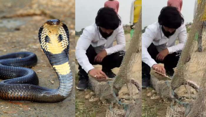 Snake bite Video: ఇదెక్కడి ఘోరం.. వలలో చిక్కుకున్న పామును కాపాడదామని చూస్తే షాకింగ్ ఘటన.. వీడియో వైరల్..