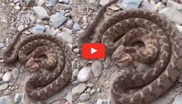 Rare Snake Video Viral: కోరలు లేని ప్రపంచంలోనే అరుదైన పాము.. వీడియో ఇదే చూడండి..