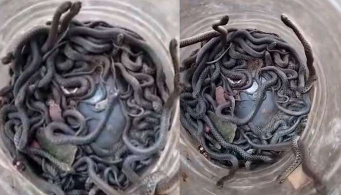 Above 100 of Snakes Video: ద్యావుడా..  ఒకే ఇంట్లో వందల కొద్ది పాములు..  వీడియో చూస్తే  షాక్ కాదు.. షేక్ అవ్వడం ఖాయం..