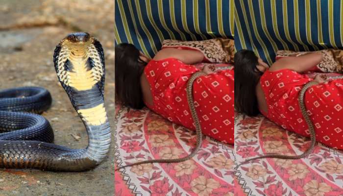 Cobra Snake Video: నిద్రిస్తున్న యువతి నడుము మీద నాగు పాము హల్ చల్.. వైరల్ గా మారిన వీడియో...