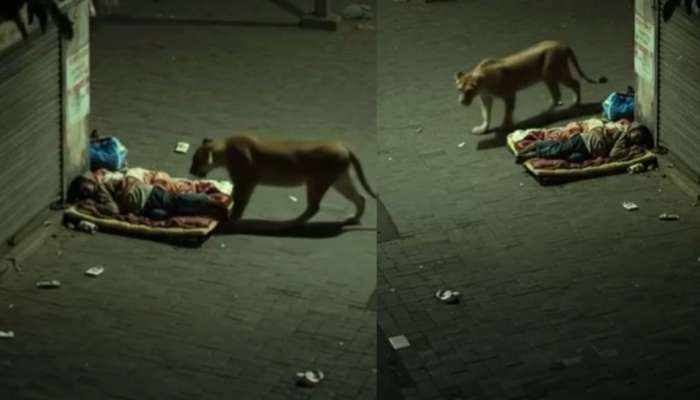 Viral Video: నీ ఆయుష్షు గట్టిదే భయ్యా.. రోడ్డు పక్కన నిద్రిస్తున్న వ్యక్తి వద్దకు వచ్చిన సింహం.. ఆ తర్వాత..?.. షాకింగ్ వీడియో ఇదే..