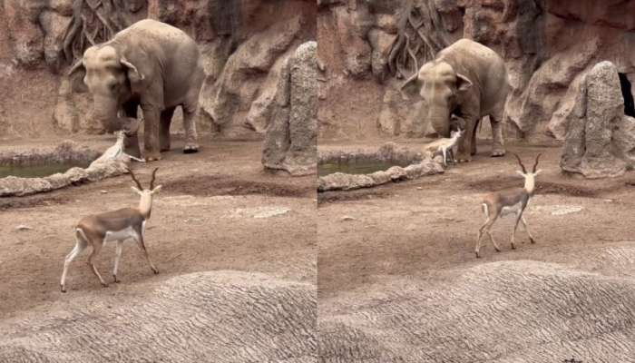 Elephant Video: అరె వావ్.. నీళ్లలో మునిగిపోతున్న జింకను కాపాడిన భారీ ఏనుగు.. గుండెల్ని పిండేస్తున్న వీడియో..