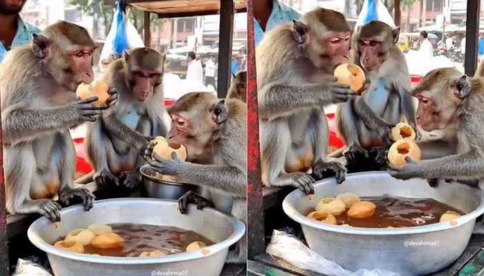 Monkey funny Video: బాబోయ్.. పానీపూరీ తింటూ పండగ చేసుకుంటున్న కోతులు... నెట్టింట నవ్వులు తెప్పిస్తున్న వీడియో... 