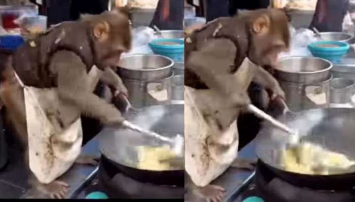 Viral Video:  అరె వావ్.. హోటల్ లో చెఫ్ గా మారిన వానరం.. నెట్టింట నవ్వులు పూయిస్తున్న వీడియో..