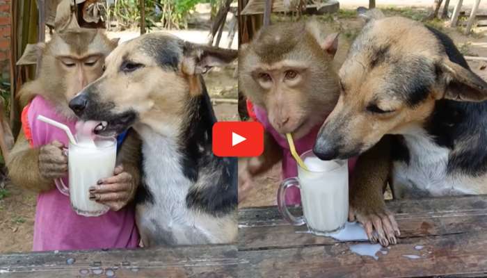 Dog Monkey Video Viral: కుక్కకు పాలు తాగించిన కోతి.. వీడియో ఎంత ముద్దుగా ఉందో చూడండి..